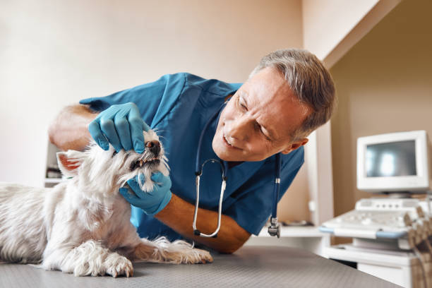 Best Emergency Care for Gum Disease in Lipatria, CA